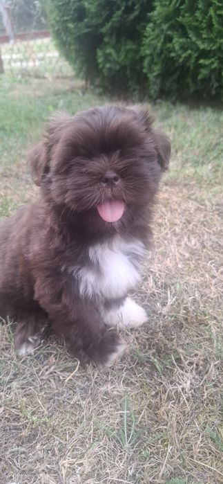 Shih tzu czekoladowa dziewczynka GOTOWA DO ODBIORU