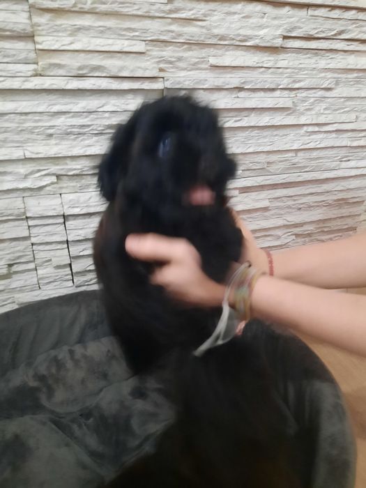 Szczeniak shih poo