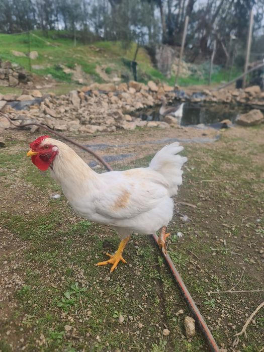 Galos brancos adultos para venda ou troca