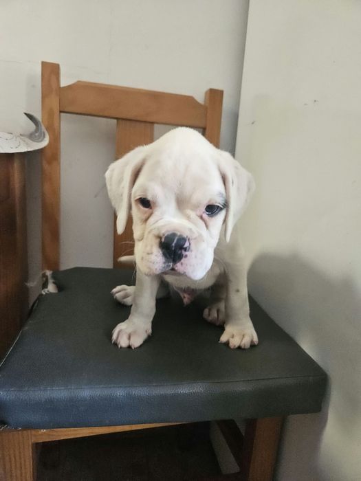 Boxer macho puro