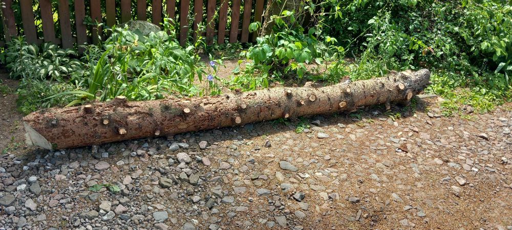 Pień świerkowy 280 cm i drewno z czereśni.