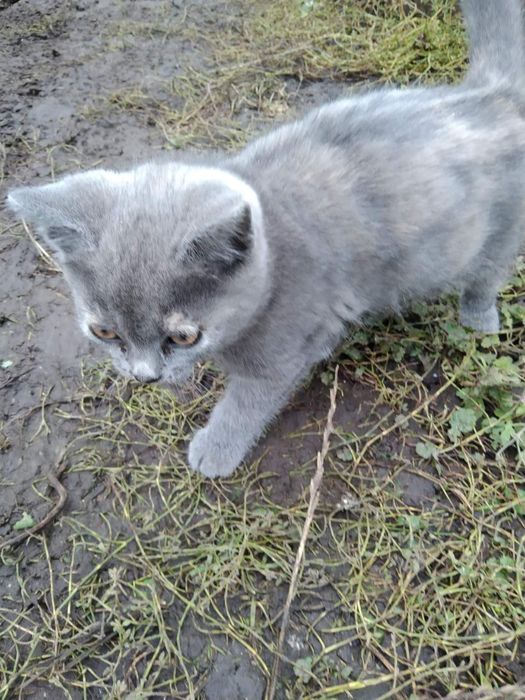 Киці в добрі руки