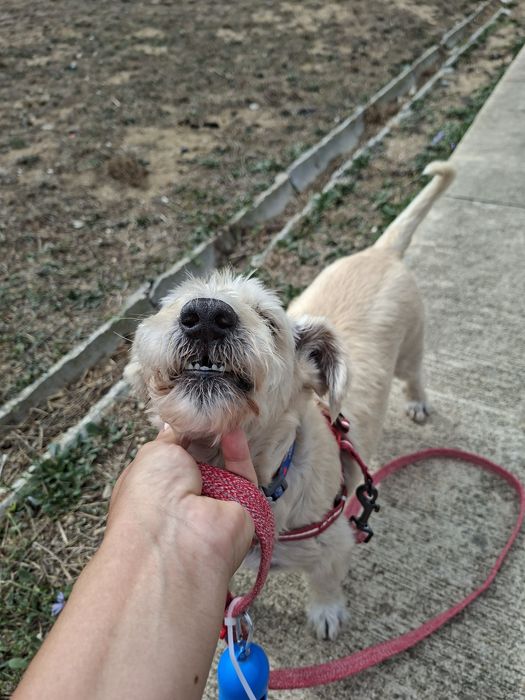 Cláudia, Pet Sitter Prática