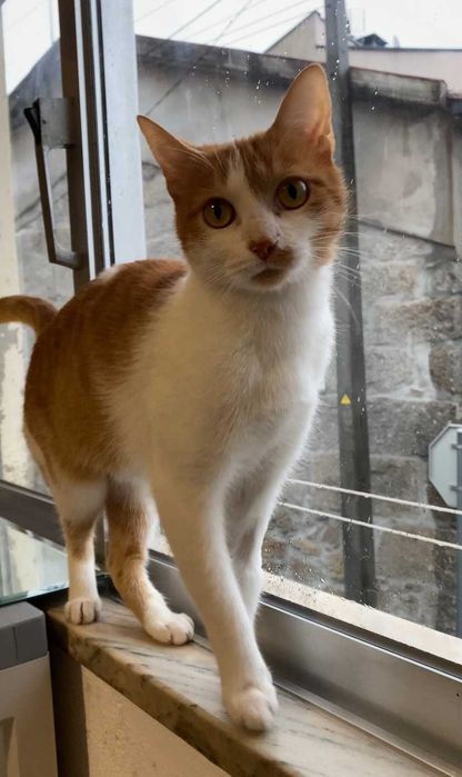 ESTERILIZADA | Gata jovem disponível para adoção responsável