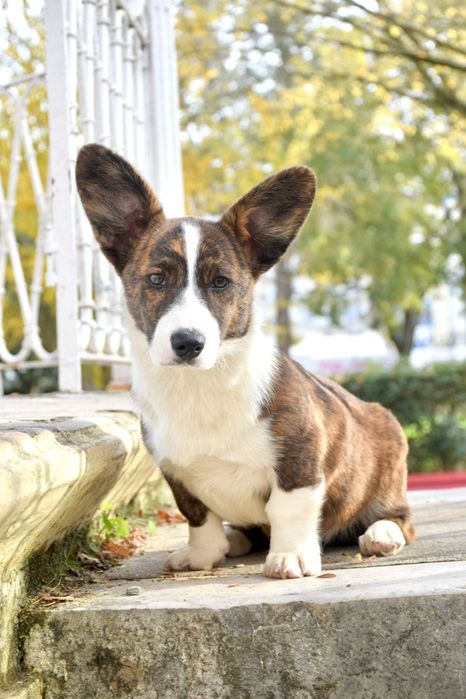 Welsh Corgi cardigan de excelência