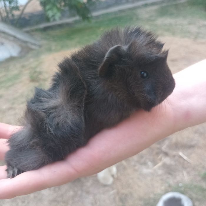 Морські свинки, розеточки, морская свинка