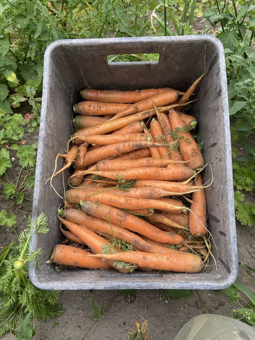 Cebula żółta, worki 15 kg i 5 kg