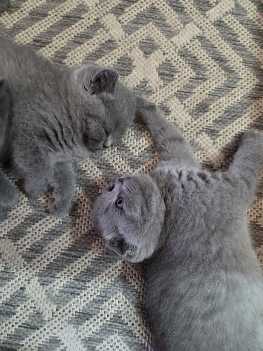 Шотландские котята