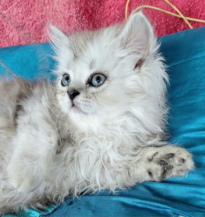 Кошенятко  хлопчик