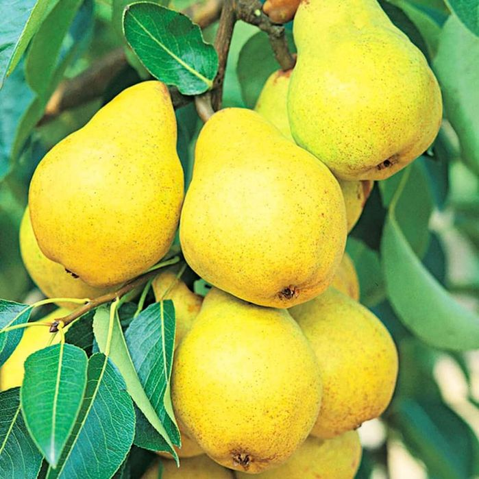 Саджанці плодових дерев ОПТОМ та в роздріб