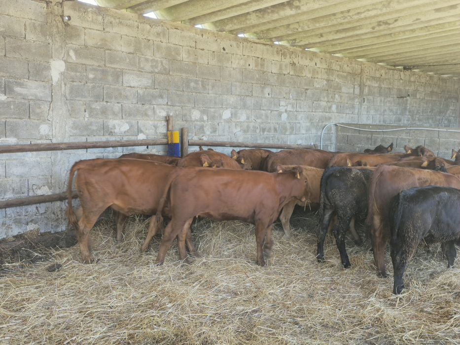 Vitelas cruzadas Angus e Limousine de 5 a  12 meses