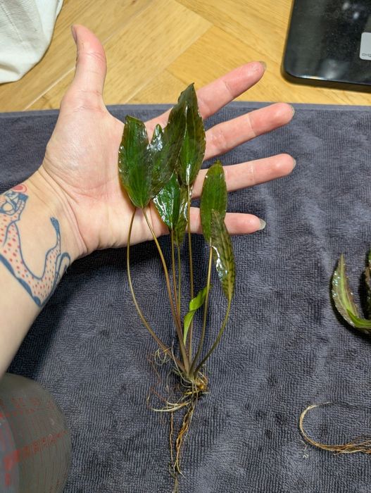 Cryptocoryne nurii Rosen maiden, rarytas, roślina akwariowa
