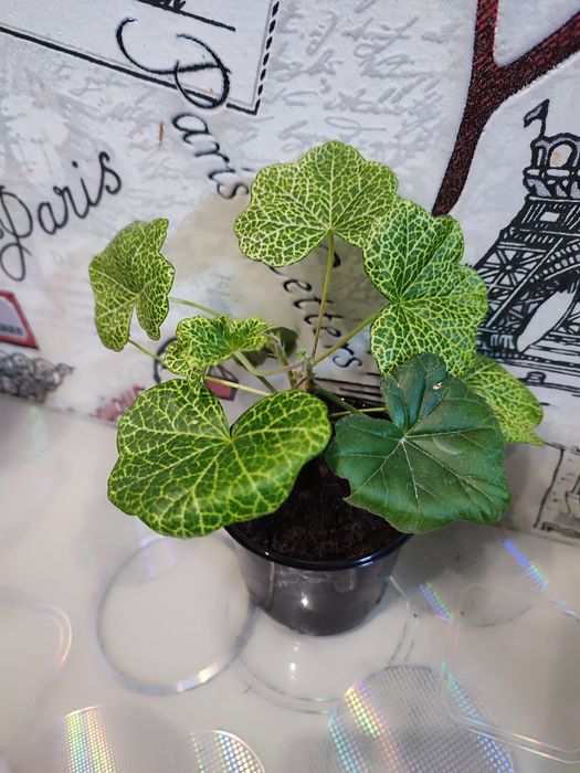 Пеларгонія ампельна та кущова