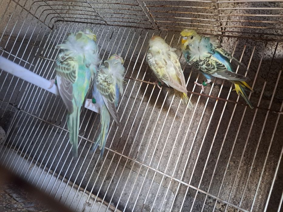 Periquitos hagronomos