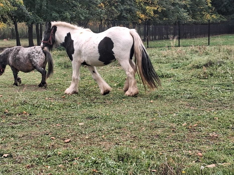 Klacz tinker gypsy cob