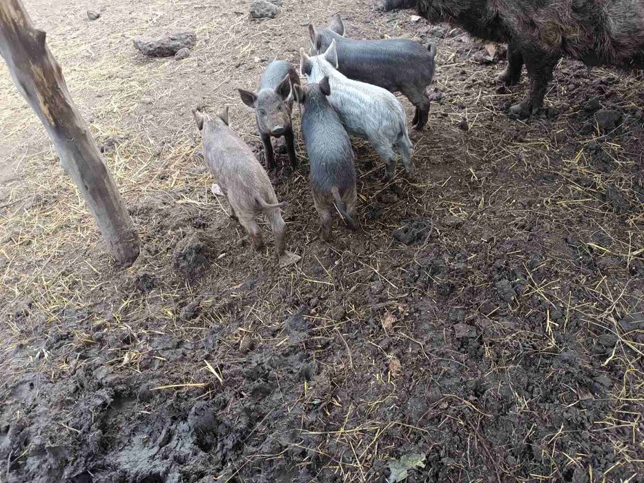 Поросята угорська мангалиця