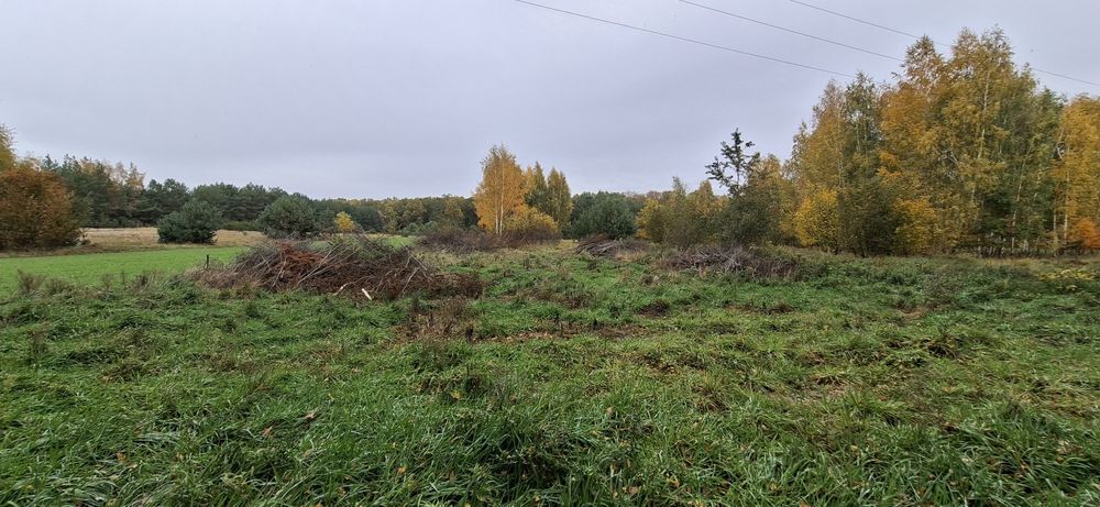 Gałęzie oddam za darmo