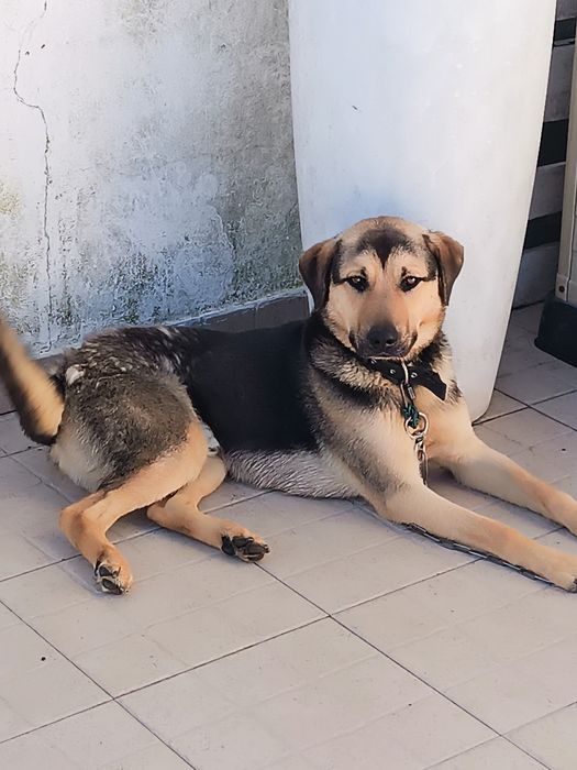 Cão 1ano para adoção