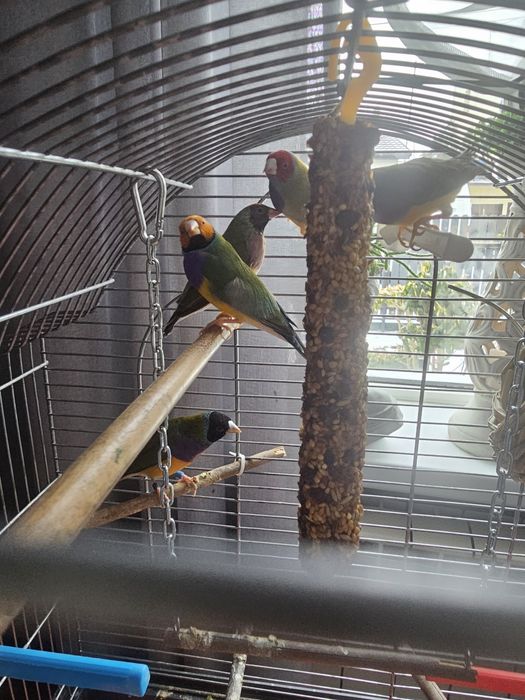 Amadyny  130 zl szttuka