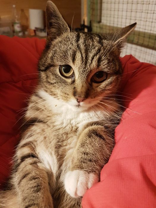 Klementynka do adopcji
