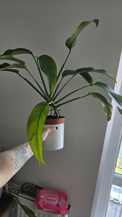 Філодендрон, Антуріум, Епіпремнум Гігантенум