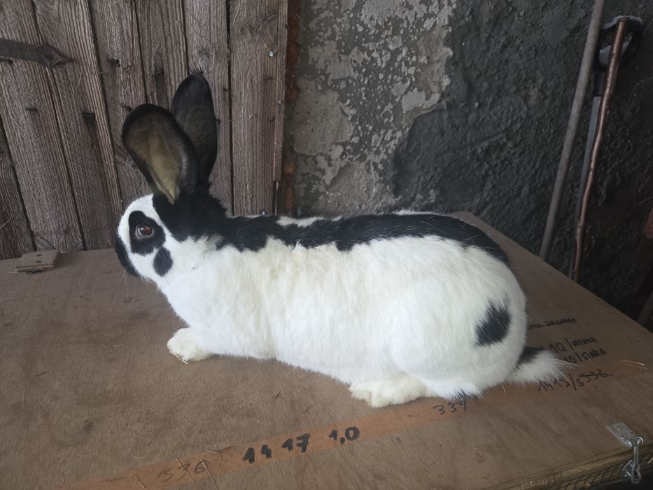 Samica Srokacz OSC 1.5 roku