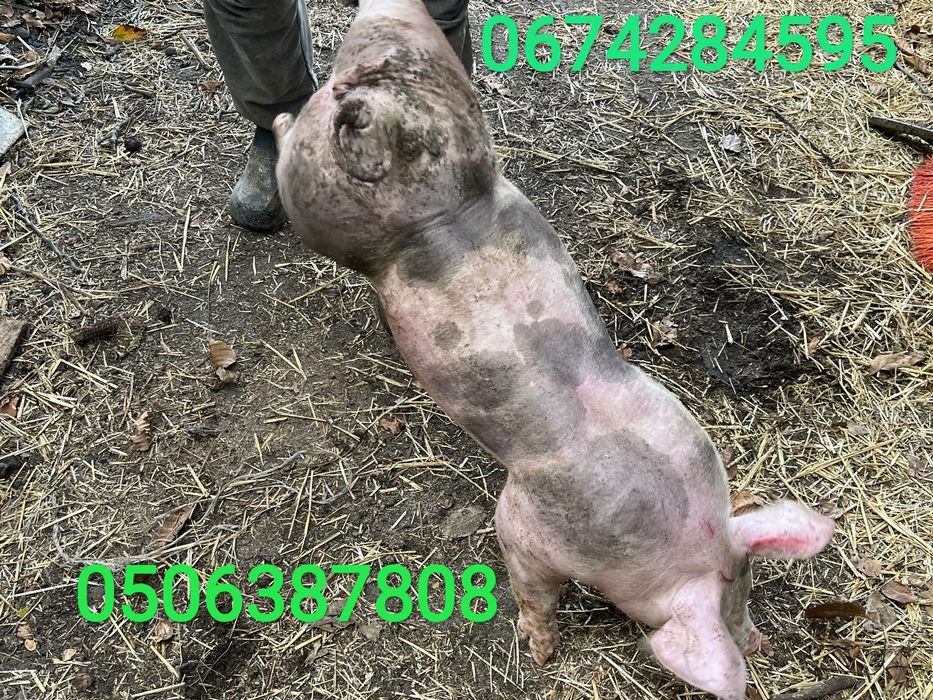 Поросята м'ясного напряму