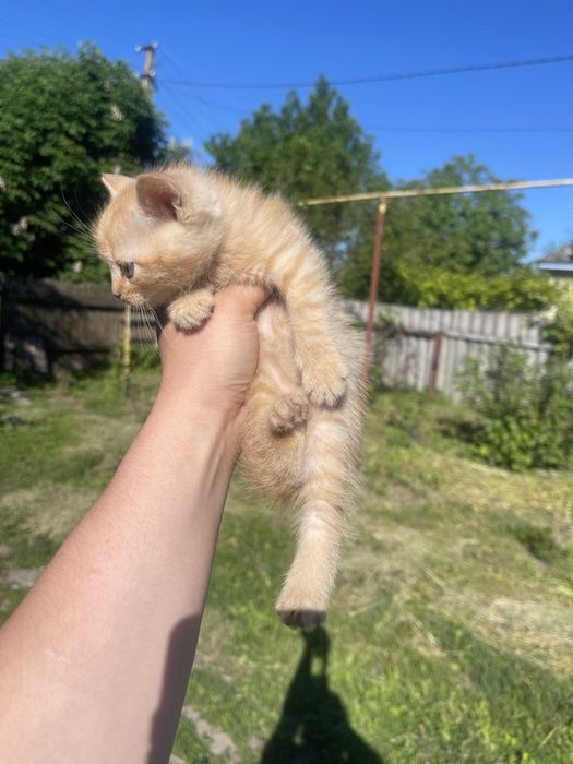 кошенята в добрі руки