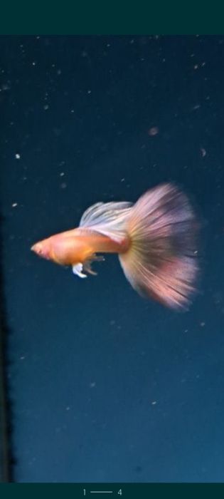 Gupiki albino full black 10 szt samce I samiczki