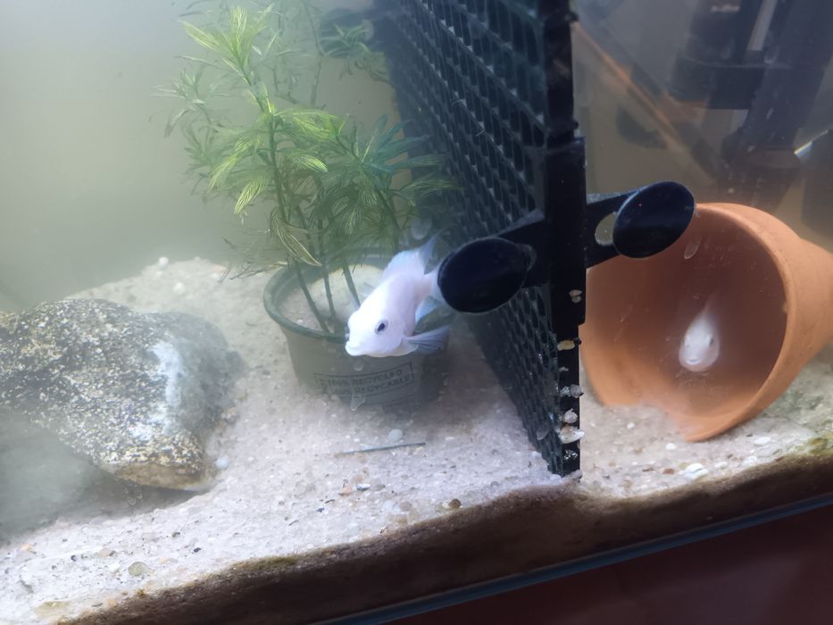 Bebe peixe polar