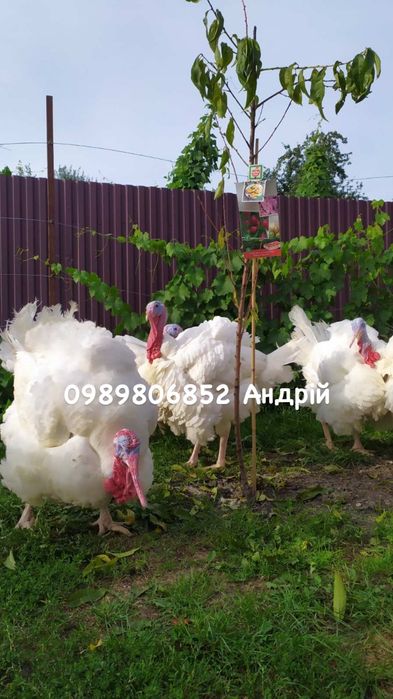 Індик (індичата Біг-6)підрощенні