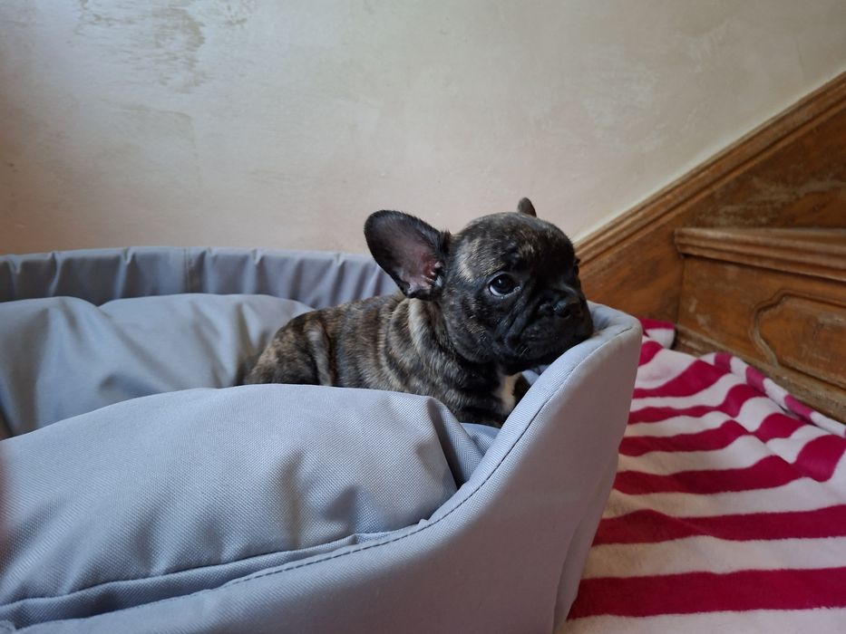 Buldog francuski - piesek Kapsel
