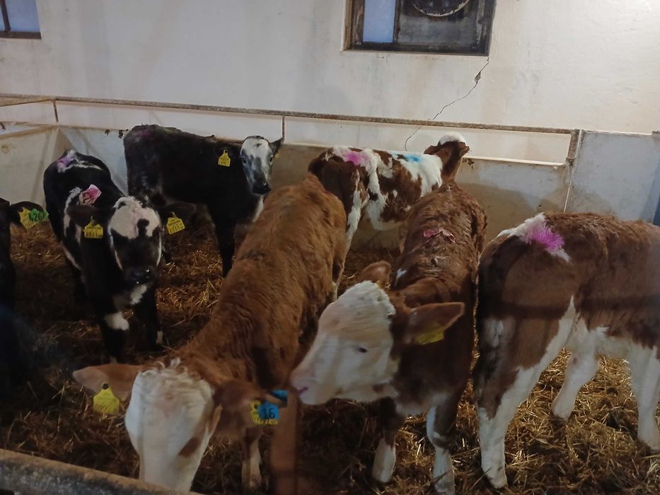 Cielęta mięsne  Simental, startery, odsadki, samodzielne, na mleko