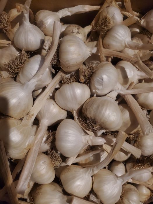 Домашній часник ярий