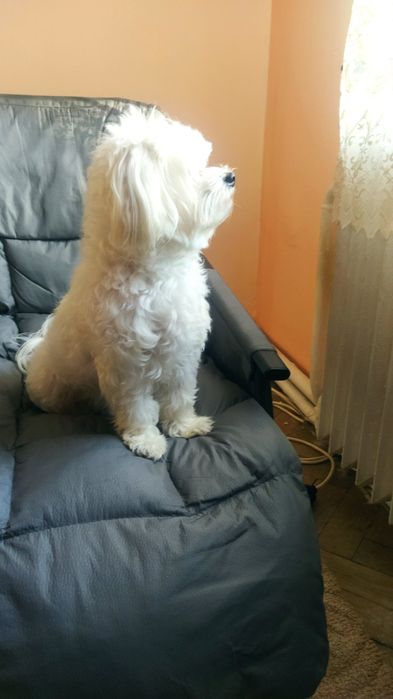 Мальтезе  мальчик ищет девочку мальтезе