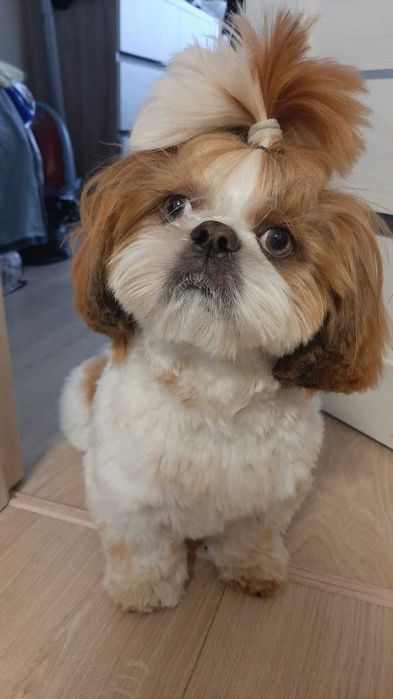 Хлопчик ши тцу 2,8 роки . В'язка. Шукає дівчинку