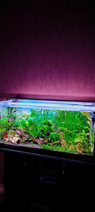 Акваріумні рослини + 2 подарункові рослини в кожне замовлення