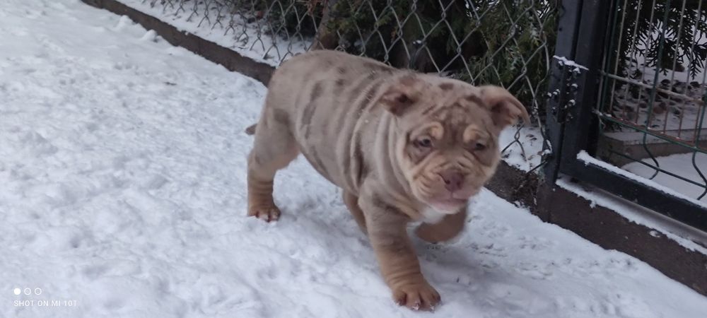 Piesek american bully merle z metryką