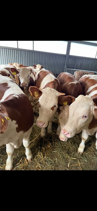 Sprzedaż cieląt różnych ras – bydło mięsne, mieszańce, czarno-białe