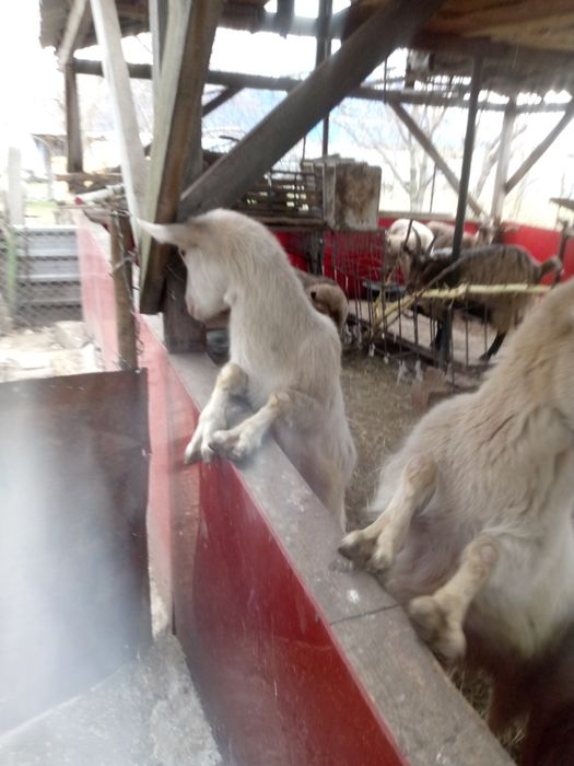 Продам молодых коз