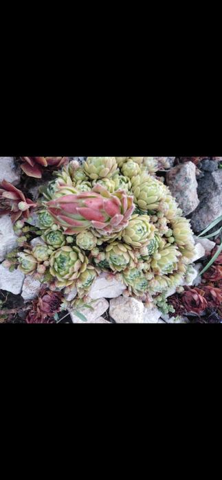 Продам кам'яні рози.