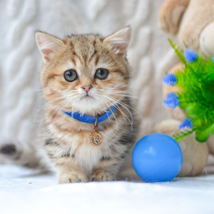 Київ. Милий котик манчкін