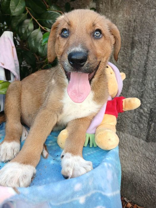 Tomy para adoção muito responsável