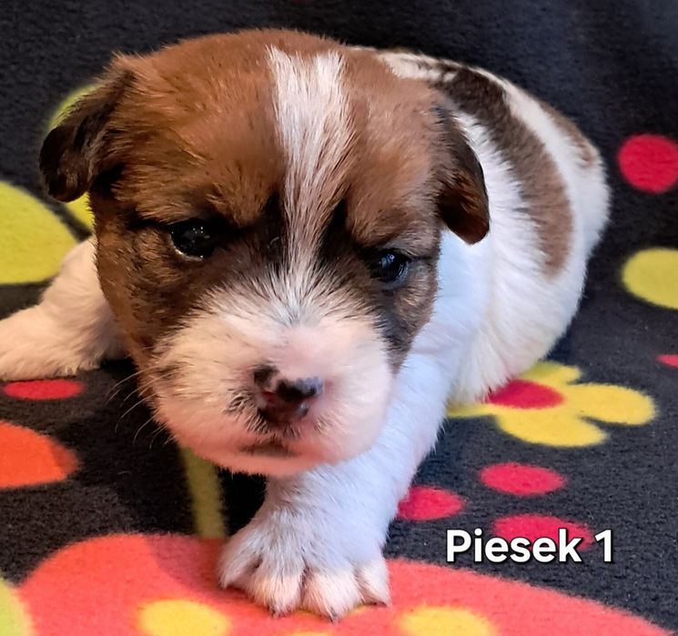 PIESEK TICKET Jack Russell Terrier szorstkowlosy ZKwP FCI