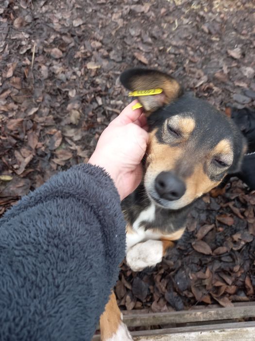 Віддам в добрі руки 2 дівчинки