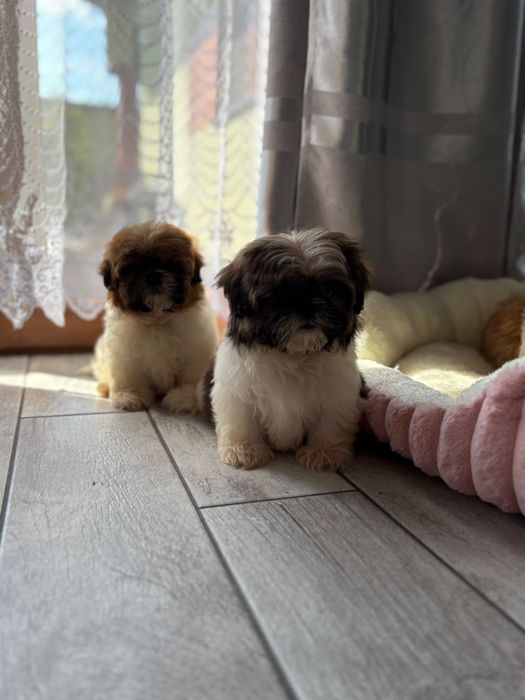 Shih-tzu  piekny piesek z rodowodem + wyprawka