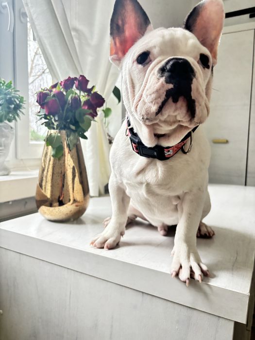 Buldog francuski chlopiec z rodowodem gotowy do odbioru