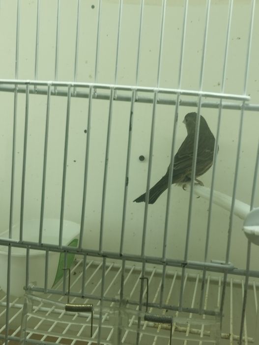 Fêmeas carpodacus mexicanus