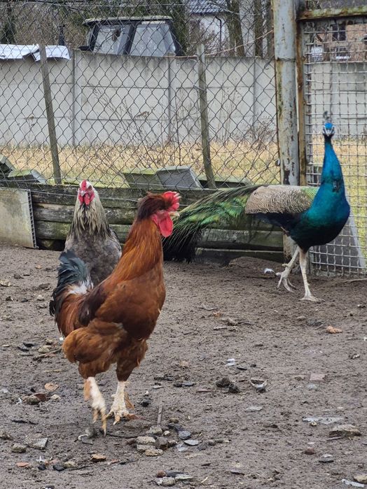 Sprzedam Koguty Pawie