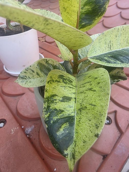 Ficus Shivereana Moonshine